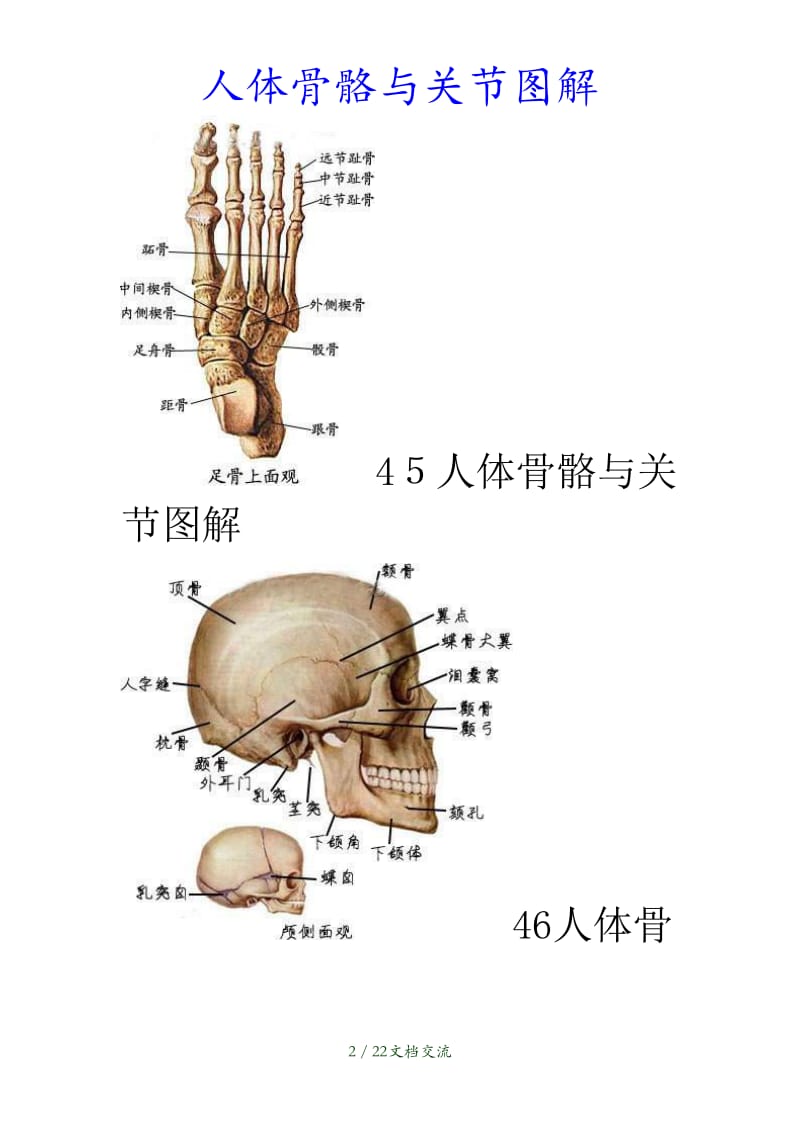 最新人体骨骼与关节图解（干货分享）.doc_第2页