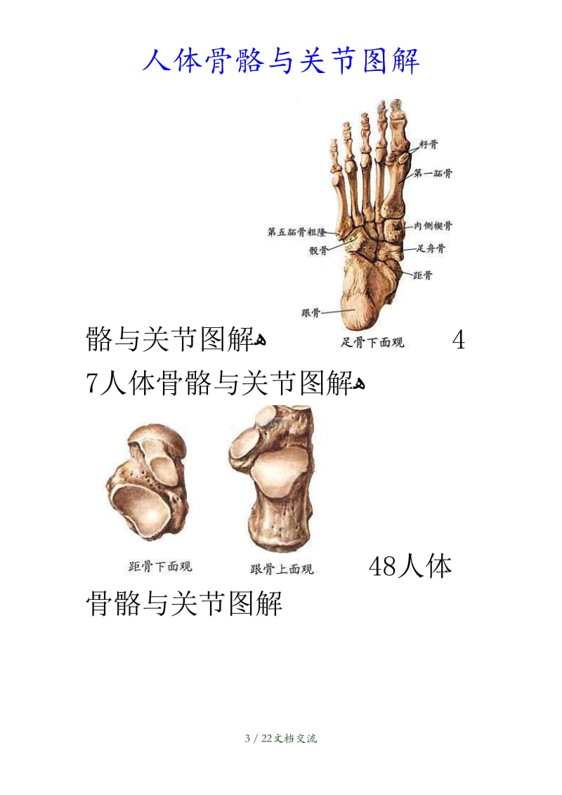 最新人体骨骼与关节图解（干货分享）.doc_第3页