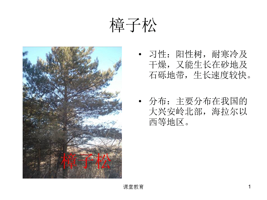 东北植物图片[优教课堂].ppt_第1页