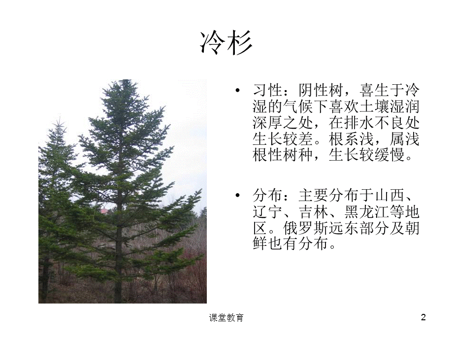 东北植物图片[优教课堂].ppt_第2页