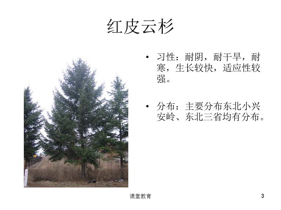 东北植物图片[优教课堂].ppt_第3页