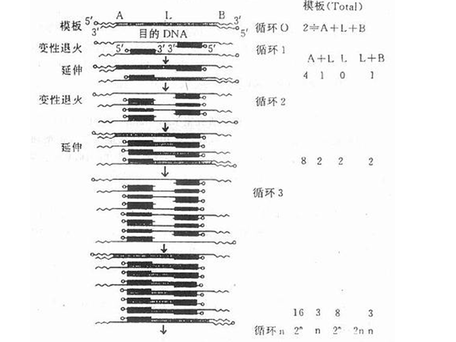 不对称PCR.ppt_第3页