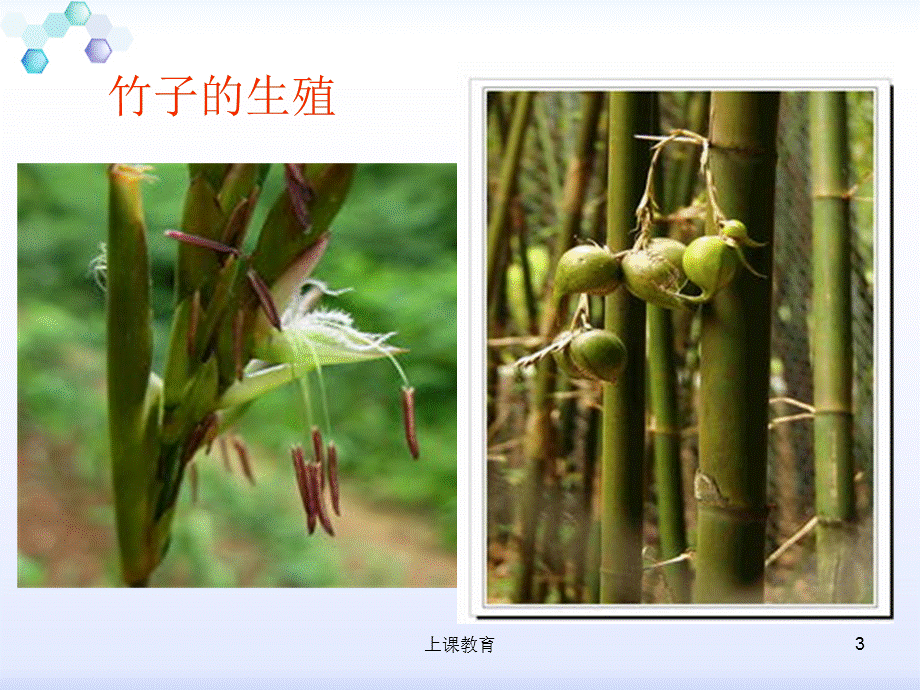 人教版生物八年级下册《植物的生殖》[教学文书].ppt_第3页