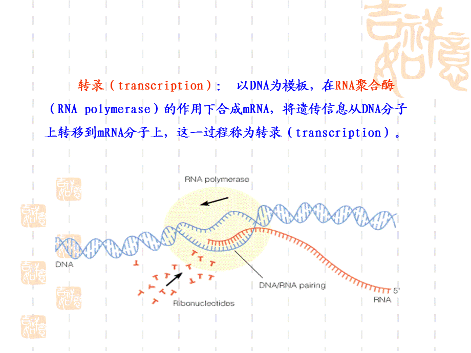 动物生物化学 14 RNA的生物合成―转录.ppt_第2页