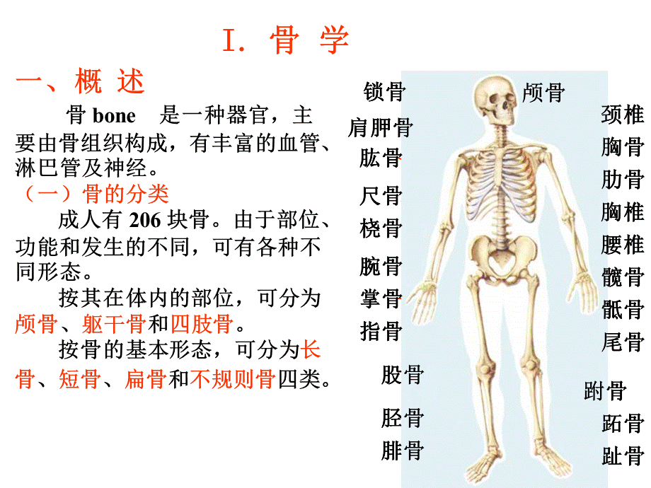 运动系统PPT.ppt_第3页