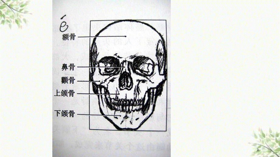 艺用解剖头部课件.ppt_第3页