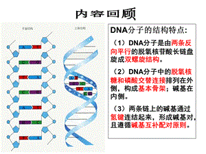 新课程——《DNA的复制》.ppt