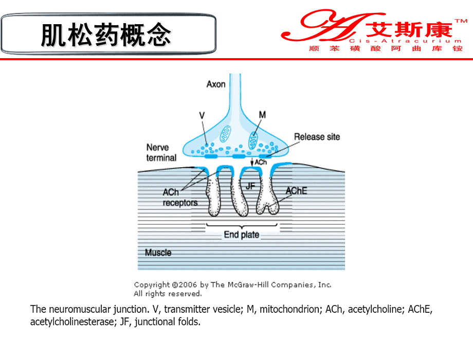 顺阿曲库氨艾斯康 ppt课件.ppt_第3页