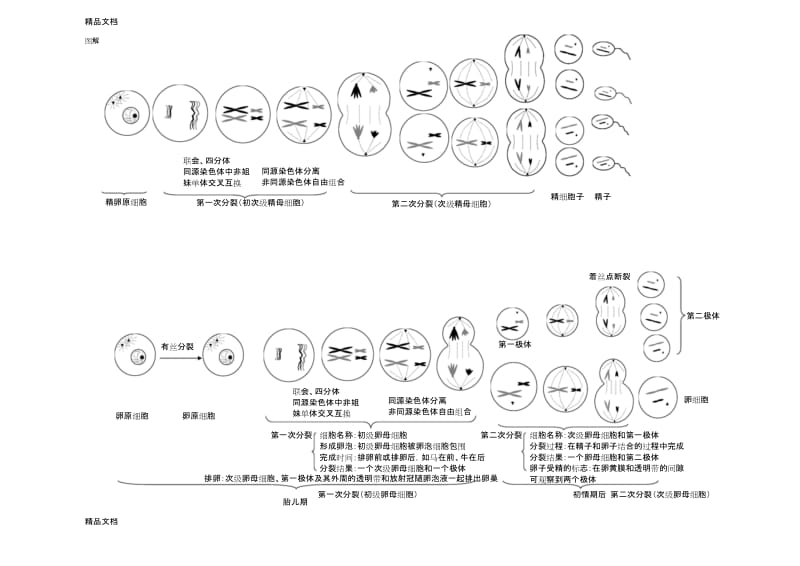 最新有丝分裂与减数分裂过程图及知识点归纳.docx_第3页