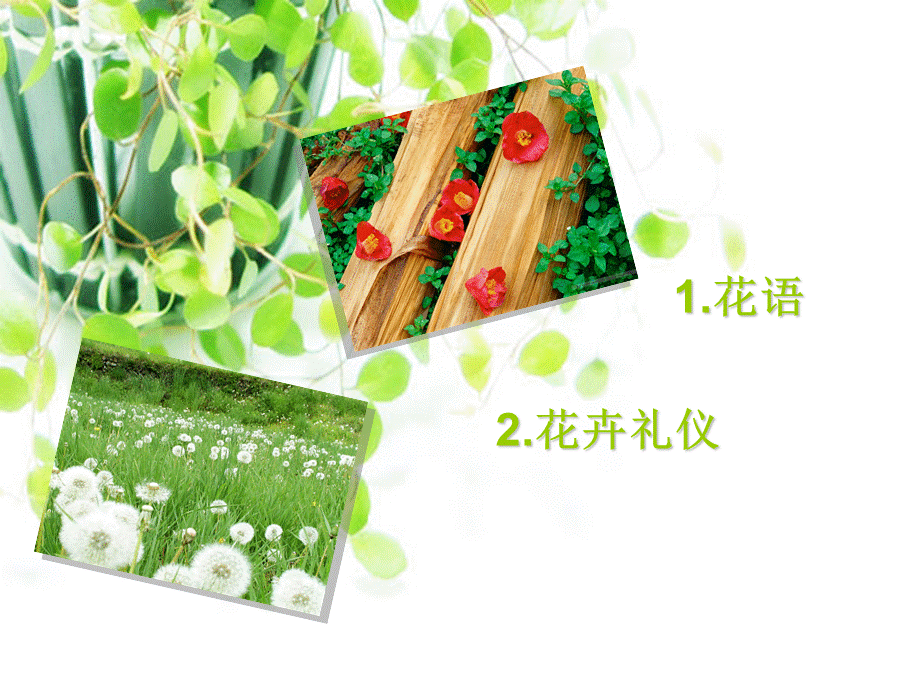 花语与花卉礼仪.ppt_第2页