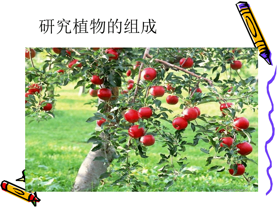 植物的身体课件.ppt_第2页