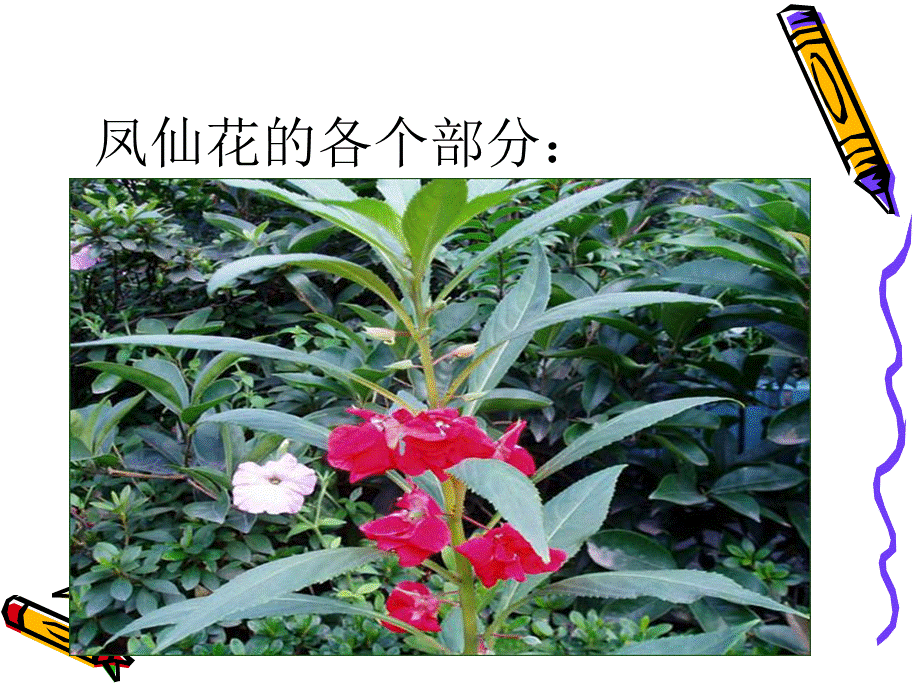 植物的身体课件.ppt_第3页