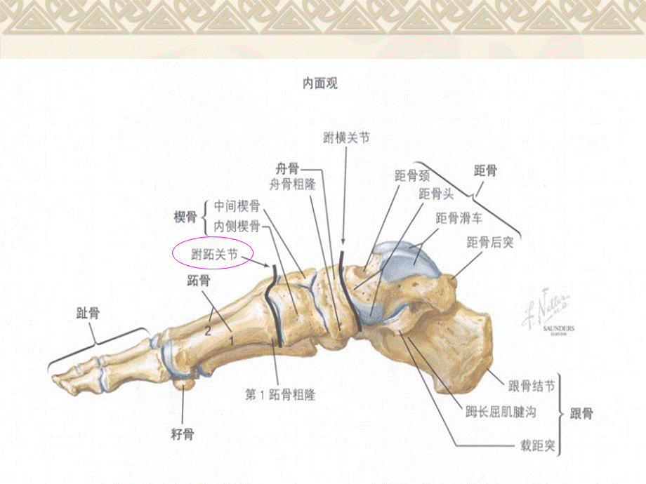 跗跖关节扭挫伤、跖管综合征.ppt_第3页