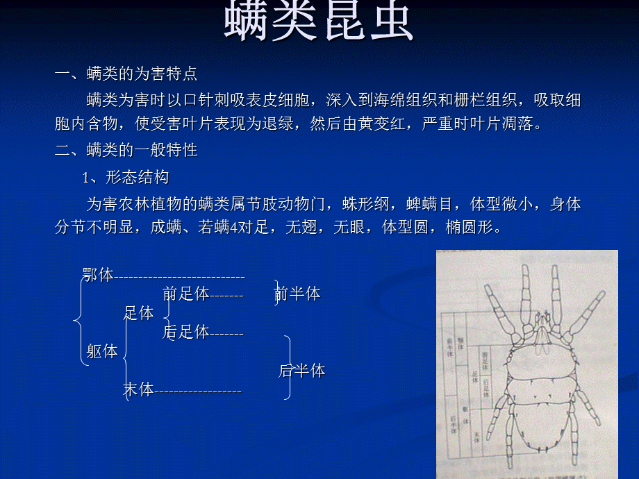 昆虫百科螨类昆虫.ppt_第1页