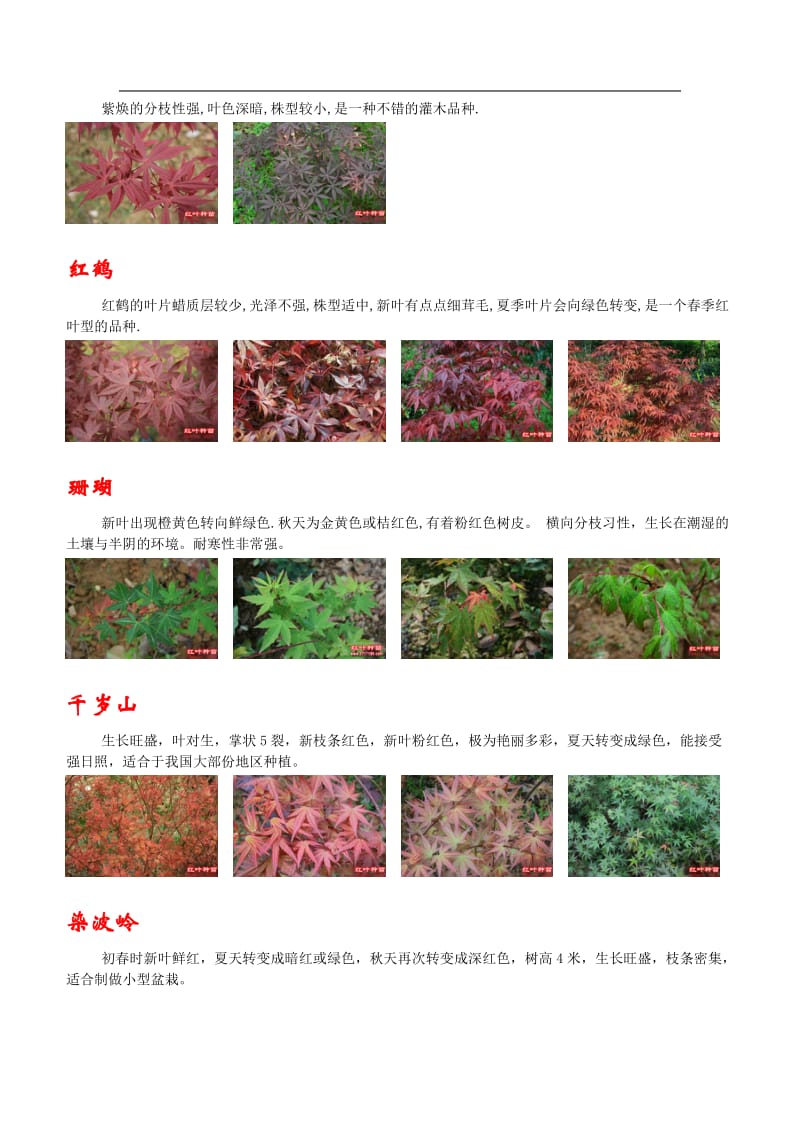 枫树的种类,品种归类图片.doc_第2页