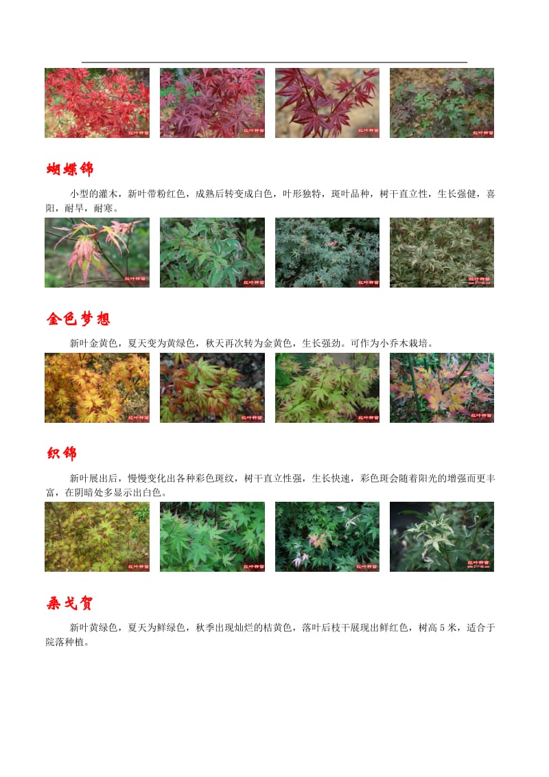 枫树的种类,品种归类图片.doc_第3页