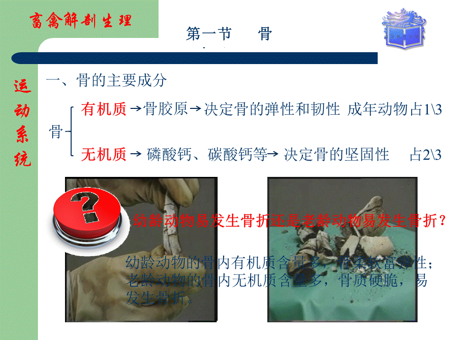 畜禽体的基本构造(01).ppt_第3页