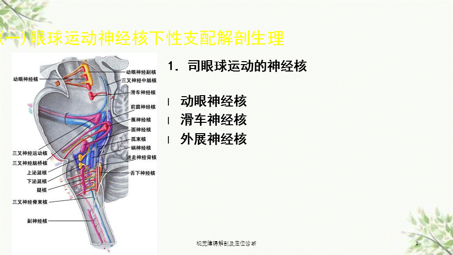 视觉障碍解剖及定位诊断课件.ppt_第2页