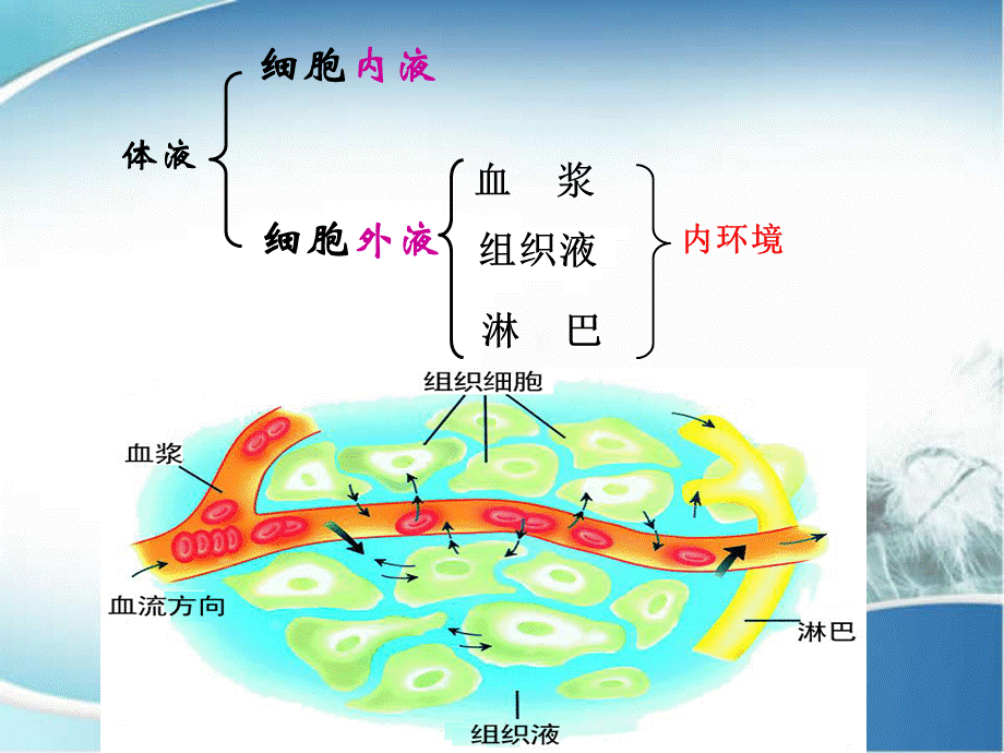 高三二轮复习内环境稳态与调节.ppt_第3页