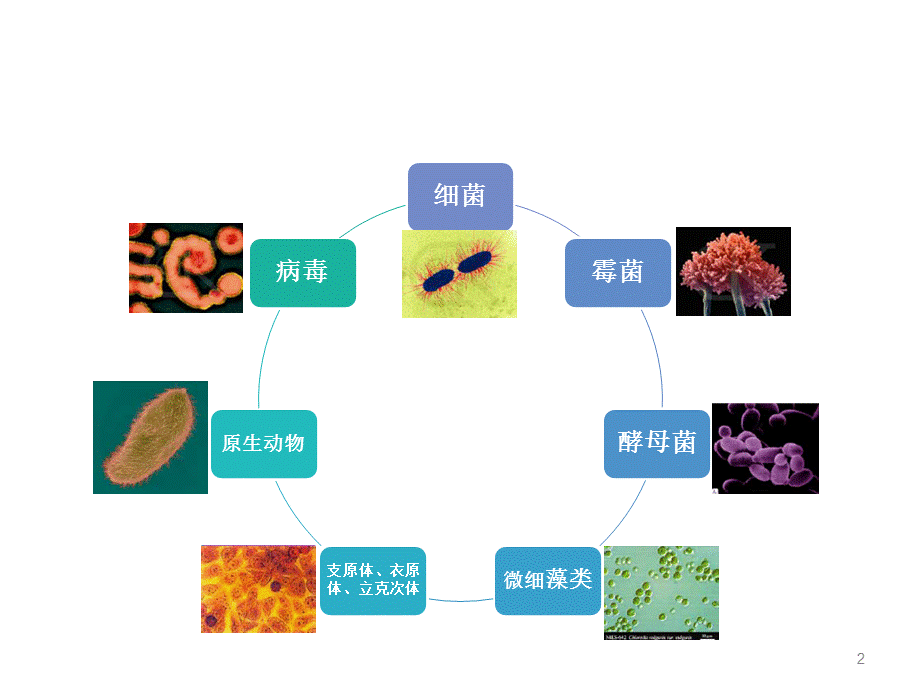 地下水中的微生物PPT课件.pptx_第2页