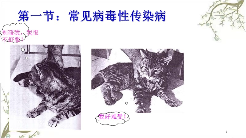 猫的常见传染病课件.ppt_第2页