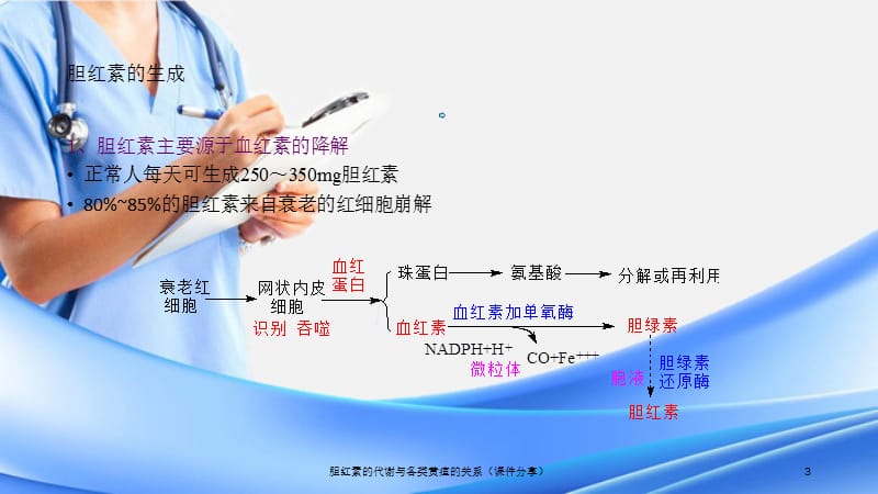 胆红素的代谢与各类黄疸的关系（课件分享）.ppt_第3页