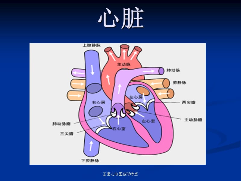 正常心电图波形特点（经典实用）.ppt_第2页