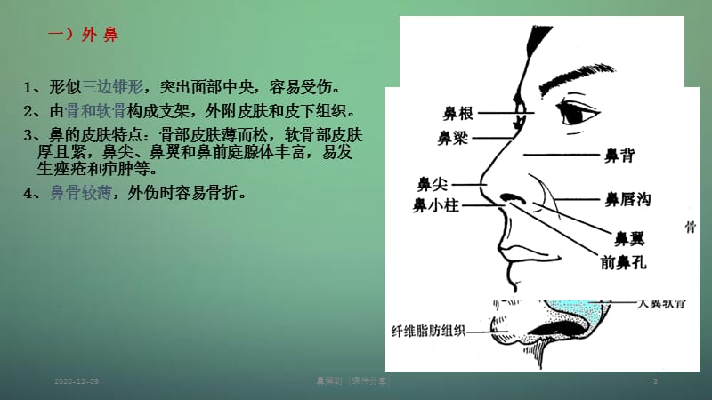 鼻解剖（课件分享）.ppt_第3页