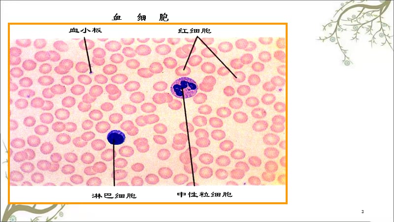 生理学血液生理课件.ppt_第3页