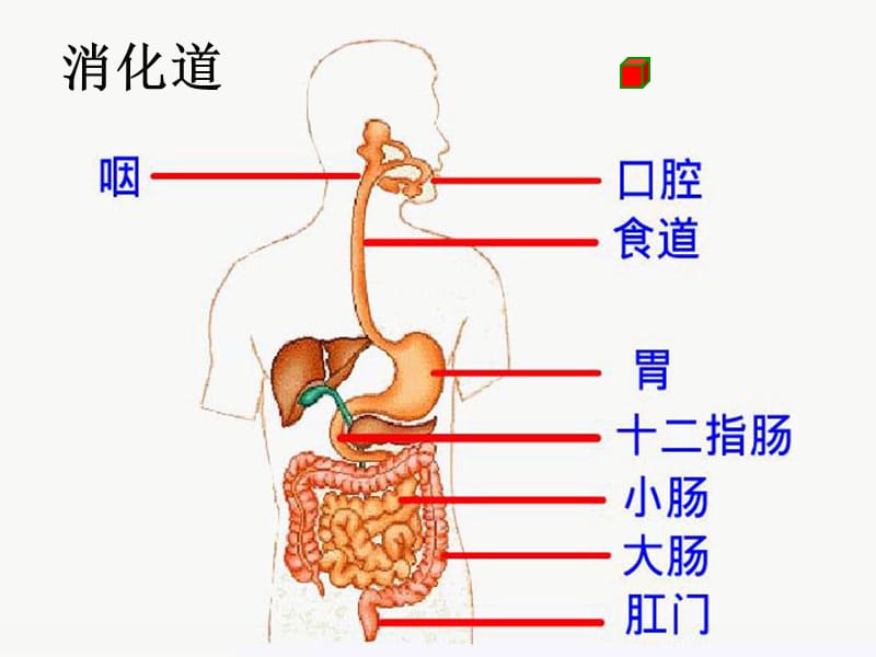 消化和吸收ppt人教版（经典实用）.ppt_第3页