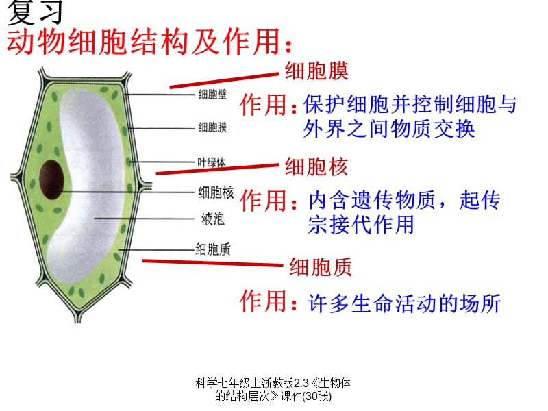 科学七年级上浙教版2.3《生物体的结构层次》课件(30张)（经典实用）.ppt_第2页