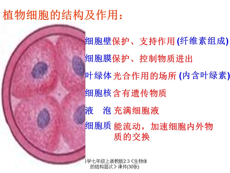 科学七年级上浙教版2.3《生物体的结构层次》课件(30张)（经典实用）.ppt_第3页