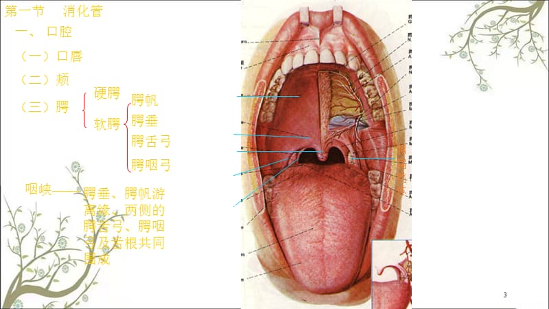 消化系统A学院(2)课件.ppt_第3页