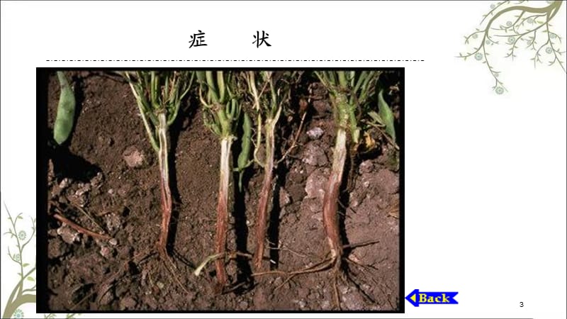 豆科蔬菜病害课件.ppt_第3页