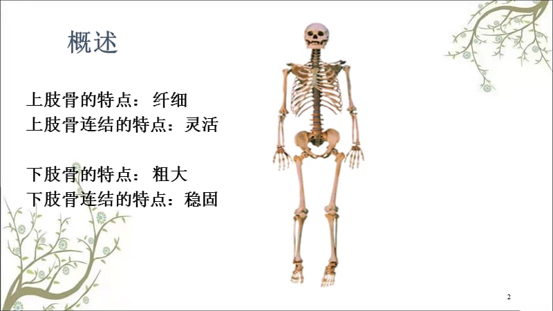 附肢骨连结级课件.ppt_第2页