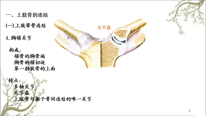 附肢骨连结级课件.ppt_第3页