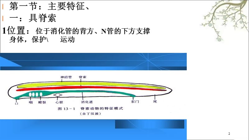 脊索概述课件.ppt_第2页