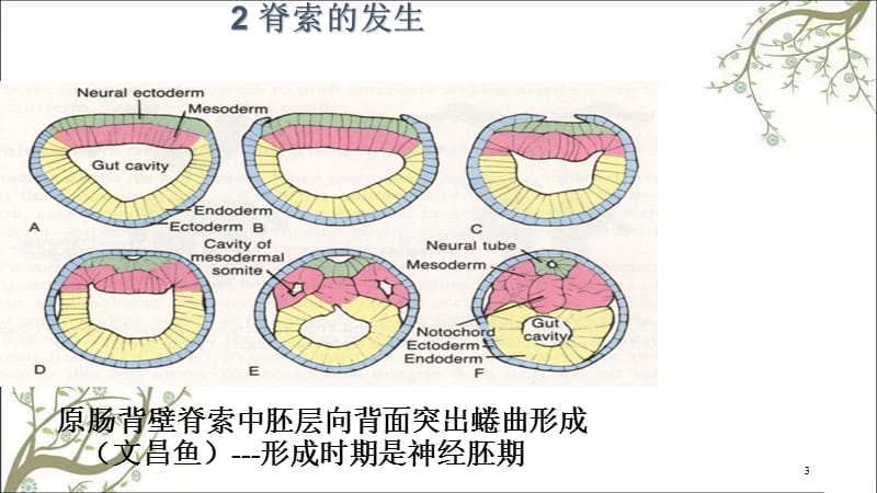 脊索概述课件.ppt_第3页