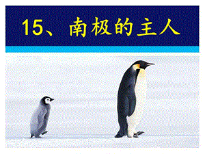 最新苏教版一年级语文下册《文15 南极的主人》研讨课课件_5.ppt