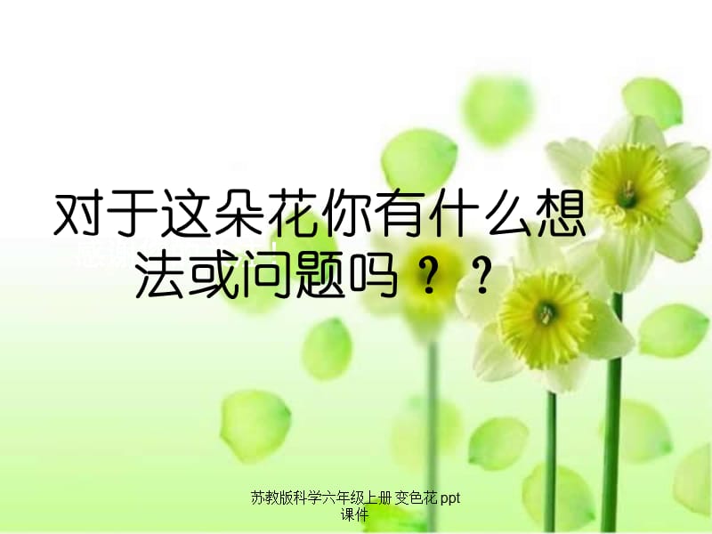 苏教版科学六年级上册 变色花 ppt课件（经典实用）.ppt_第2页