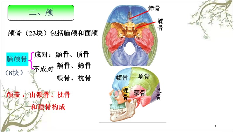 颅骨和附肢骨课件.ppt_第1页