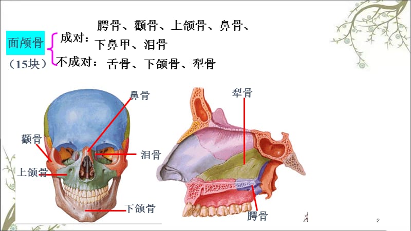 颅骨和附肢骨课件.ppt_第2页