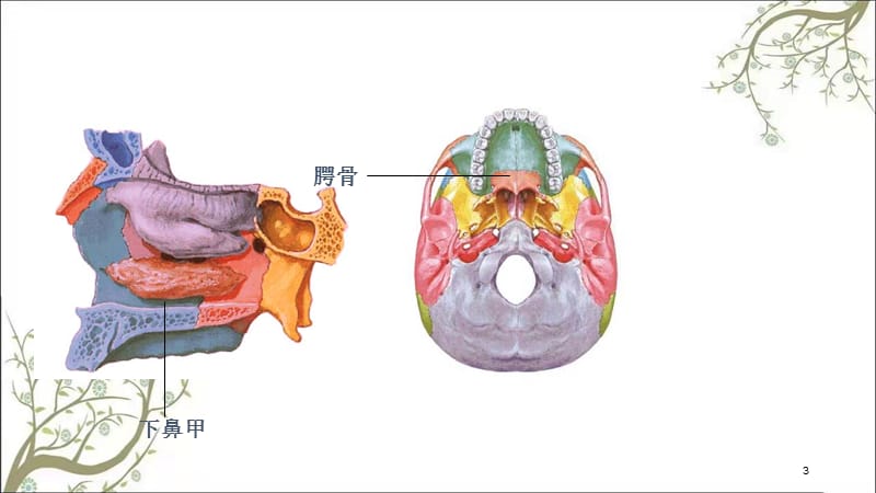 颅骨和附肢骨课件.ppt_第3页