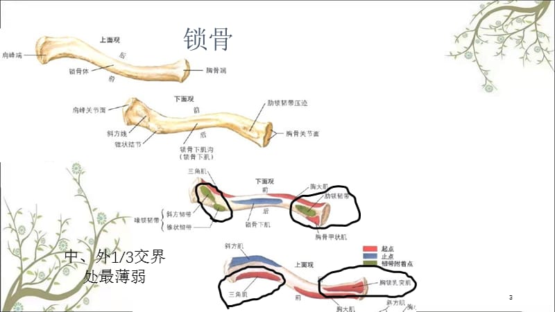 锁骨肩胛骨课件.ppt_第3页