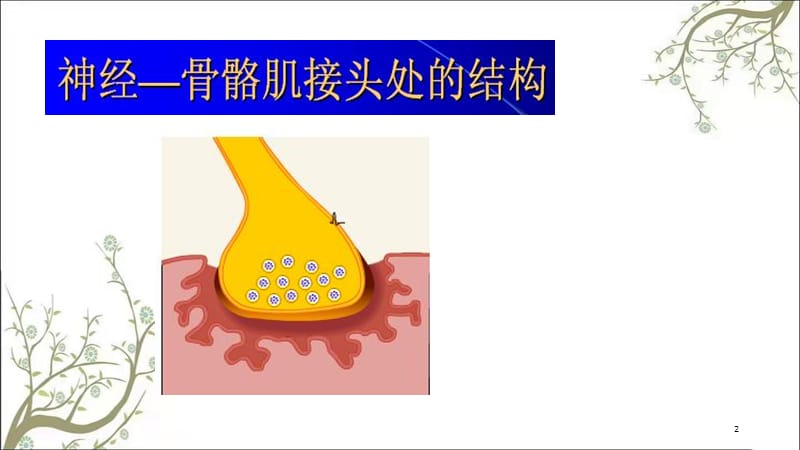 肌细胞的收缩功能课件.ppt_第2页