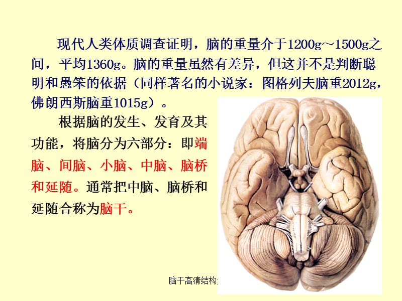 脑干高清结构解剖（经典实用）.ppt_第2页