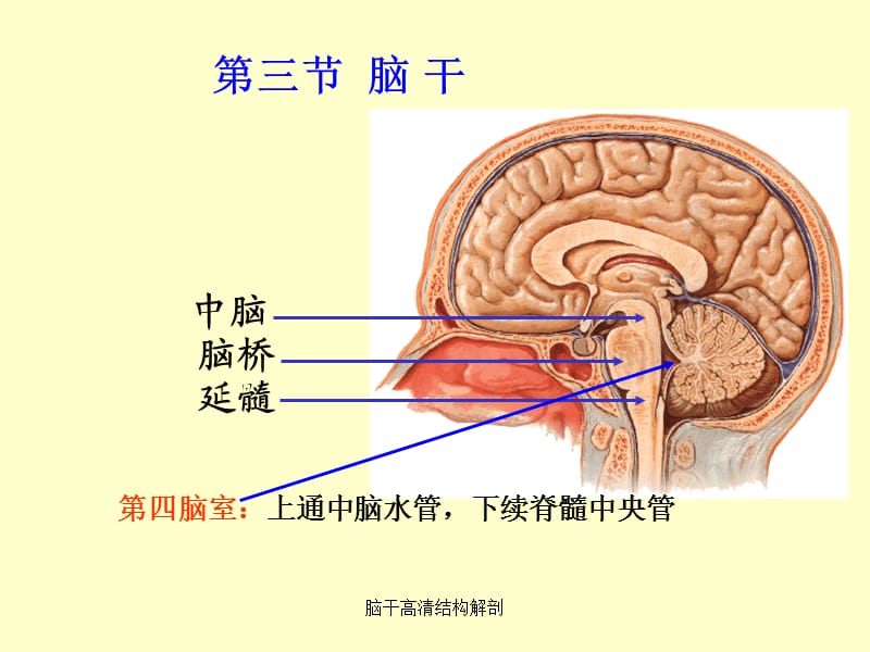 脑干高清结构解剖（经典实用）.ppt_第3页