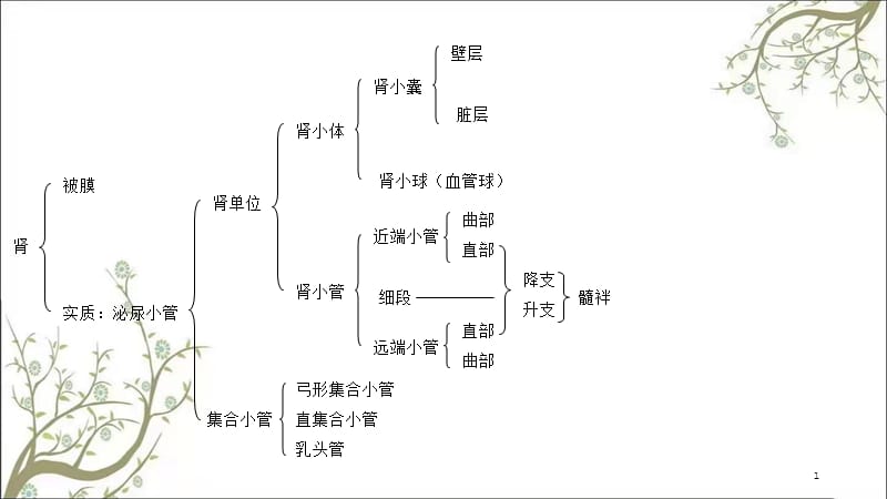 肾的组织结构课件.ppt_第1页