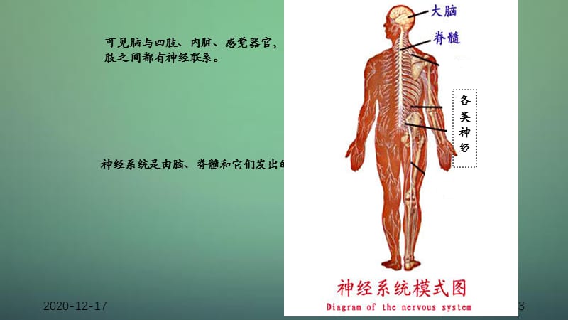 神经系统的组成ppt_（干货分享）.ppt_第3页