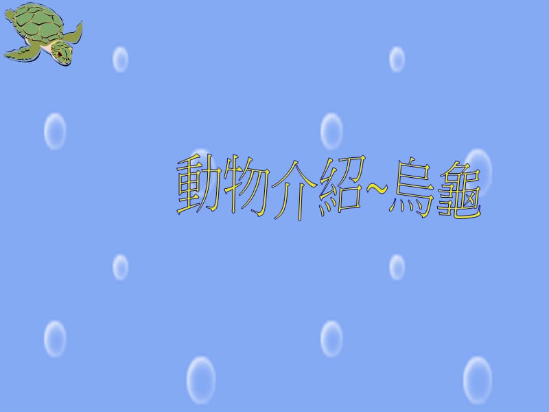 乌龟.PPT.ppt_第1页